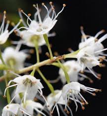 Image result for Terminalia randii