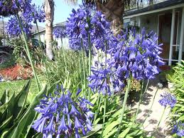 Image result for Agapanthus africanus