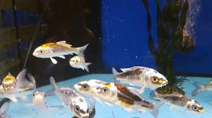 1,686 pet shop fish products are offered for sale by suppliers on alibaba.com, of which fishing lures accounts for 1%, aquariums accounts for 1%, and cleaning tools accounts for 1%. Pin By Pet Bliss Online Petshop Selli On Just For Your Fish Fish Pet Pets Animals
