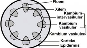 We did not find results for: Struktur Dan Fungsi Jaringan Batang Dikotil Dan Monikotil Dosenbiologi Com