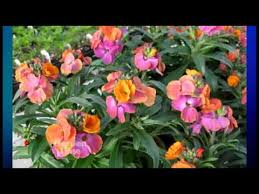 Find help and information on erysimum 'stars and stripes' wallflower, including varieties and pruning advice. Plant Pick Erysimum Winter Sorbet Youtube