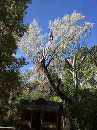 Not looking for landscape services in vernal, ut? Hull Tree Care Hull Tree Care