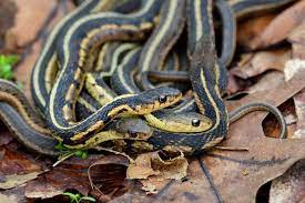 Found more often than not in the suburbs and towns of illinois, they eat. Bluestripe Garter Snake Animals Of Miami University Inaturalist