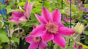 For best color and performance, grow alabas ™ out of direct sunlight. Clematis Empress Raymond Evison Clematis Grown By Overdevest Youtube