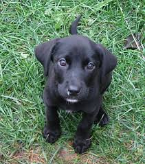 Chocolate lab puppies for adoption in illinois. Schaumburg Il Labrador Retriever Meet Blackjack A Pet For Adoption