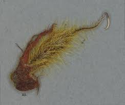 Image result for Rhynchosia viscosa