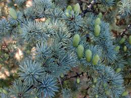 Cedrus atlantica, the atlas cedar, is a species of tree in the pine family pinaceae, native to the atlas mountains of morocco (middle atlas, high atlas), to the rif, and to the tell atlas in algeria. Blue Atlas Cedar Facilities