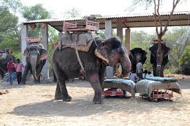 Experience jaipur like never before… Dera Amer Elephant Safari Camel Polo Redaktionelles Bild Bild Von Field Amer 138472590