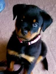 Please support the channel by checking out my affiliate links!!!become a dogumentary tv channel member. German Rottweiler Puppies For Sale Von Valor Cross Rottweilers