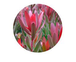 Proteas are native to southern africa and belong to the same family of plants (proteaceae) as australia's native banksias, grevilleas and waratahs. Proteas De La Sabana Vendemos Proteas