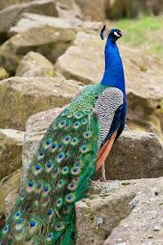 8087543366 Adli Kullanicinin Wild Life Panosundaki Pin Hayvanlar Hayvanlar Alemi Kusu