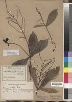 Image result for Alchornea hirtella