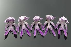 Image result for Impatiens bequaertii