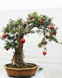 The apples will grow full size and you would be lucky to get more than one. Bonsai Bonsai Tree Bonsai Fruit Tree Bonsai Art