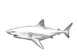 The most important thing is to correctly draw the shark's head and mouth with a set of many sharp teeth. How To Draw A Shark Great White