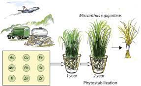 Like with forests, it is the total amount of co 2 equivalent emissions and absorption together that determines if an energy crop project is carbon positive, carbon neutral or carbon negative. Potential Phytomanagement Of Military Polluted Sites And Biomass Production Using Biofuel Crop Miscanthus X Giganteus Sciencedirect