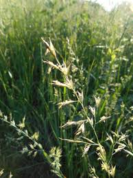 Image result for Alloeochaete geniculata