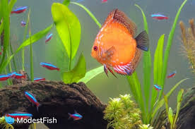 Neon Tetra Care Sheet Expert Guide For Aquarists Neon Tetra Fish Discus Fish