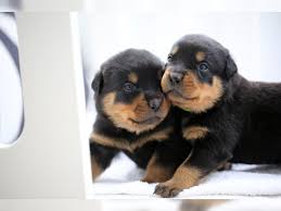 At baronhaus rottweiler, we are proud to have an incredible range of male rottweilers. 7z5nh9c27nma9m
