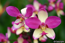 Check spelling or type a new query. Singapore Orchid At Rs 400 Piece Singapore Orchid Id 18454551888
