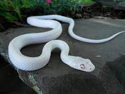 Leucistic Texas Rat Snake Rat Snake Beautiful Snakes Reptile Snakes