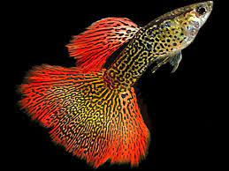 Inilah peluang bisnis ikan hias yang paling menguntungkan dari cara bisnis ikan hias. Jenis Dan Harga Ikan Hias Air Tawar Binatang Peliharaan