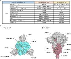 A Bispecific Antibody Targeting RBD and S2 Potently Neutralizes SARS-CoV-2  Omicron and Other Variants of Concern | Journal of Virology