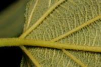 Image result for Gouania longispicata