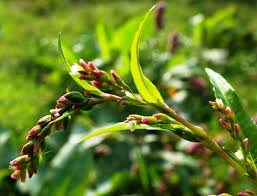 Image result for Persicaria decipiens