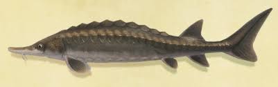 Since many species of wild sturgeon are endangered, look for sustainably farmed fish before you buy. Sturgeon Animal Crossing Wiki Fandom