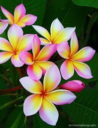 Frangipani Flower Favorite Beautiful Pink Yellow Mytattoo Frangipani Plumeria Flowers Amazing Flowers Love Flowers