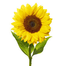 We did not find results for: Sunflower Definition And Meaning Collins English Dictionary