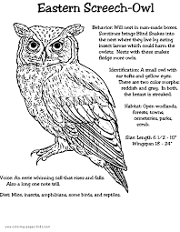 Supercoloring.com is a super fun for all ages: Eastern Screech Owl Color Page