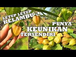 Tupoksi tugas pokok dan fungsi semua perangkat sekolah. Buah Rare Letup Letup Kelambu Miliki Segudang Manfaat Youtube