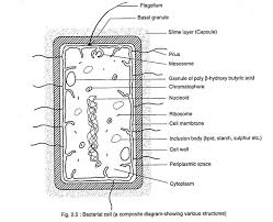 Cell Structure Of Bacteria With Diagram