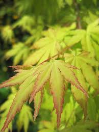 Other common names japanese maple 'orange dream'. Orange Dream Japanese Maple Acer Palmatum Orange Dream In Burlington Waterdown Dundas Ontario Ontario On At Connon Nurseries