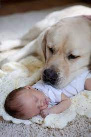 Lab Watching Over Baby Pets Cute Animals Baby Animals