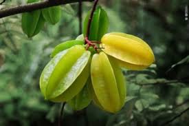 20 Fruits Incroyables Que Personne Ne Connait Fruits Fruits Exotiques Fruit