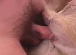 Une petite partouze à 4 avec dani jensen et gemma ! Zoophilezoophilia Zoophilie