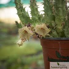 Image result for Huernia longituba