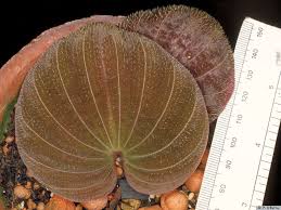 Image result for Nervilia petraea