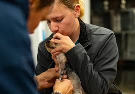 Leitchfield's veterinary dream team