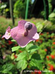 Image result for Karomia tettensis