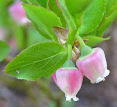 Image result for Vaccinium stanleyi