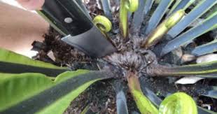 Birds Nest Fern Cats This Old House How To Propagate A Birds Nest Fern Bird Nest Fern Bird Nest Ferns Care