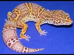 Bell Albino Leopard Gecko Youtube