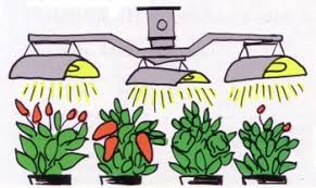This ensures proper photosynthesis from germination to flowering. Growing Peppers Under Artificial Light Fiery Foods Barbecue Central