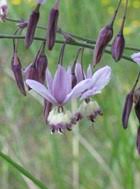 Image result for Wahlenbergia paludicola