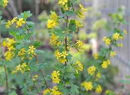 Buffalo Currant, Ribes odoratum