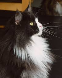 Beyaz Cins Kedi